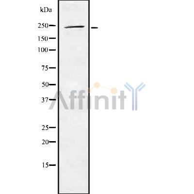 WNK2 Antibody - Western blot analysis of WNK2 using Jurkat whole cell lysates.