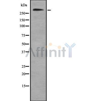 Collagen VII  alpha 1 Antibody - Western blot analysis of Collagen VII α1 using HeLa whole cell lysates.