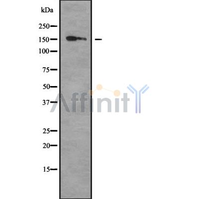 Collagen XVI  alpha 1 Antibody - Western blot analysis of Collagen XVI α1 using K562 whole cell lysates.