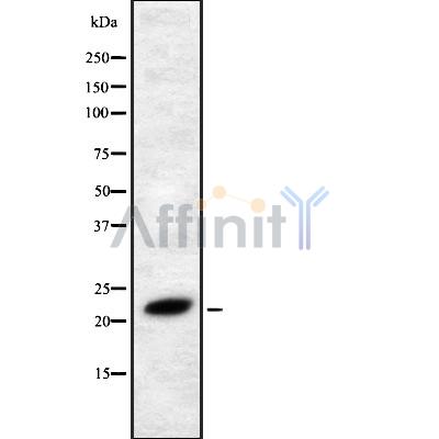 FGF4 Antibody - Western blot analysis FGF4 using RAW264.