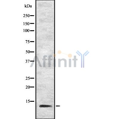 IFI27 Antibody - Western blot analysis IFI27 using Jurkat whole cell lysates.