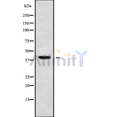 WNT6 Antibody - Western blot analysis of WNT6 using COLO205 whole cell lysates.