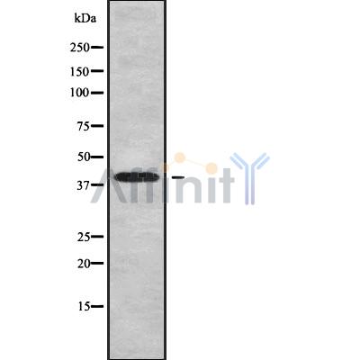 WNT9B Antibody - Western blot analysis of WNT9B using HuvEc whole cell lysates.