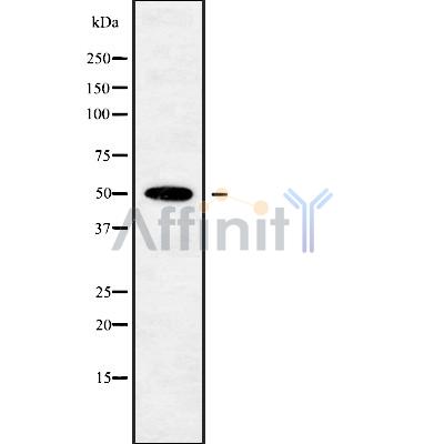 POU3F3 Antibody - Western blot analysis of POU3F3 using K562 whole cell lysates.