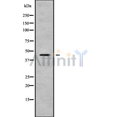 KCNJ15 Antibody - Western blot analysis of KCNJ15 using HeLa whole cell lysates.