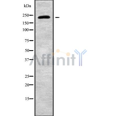CHD2 Antibody - Western blot analysis of CHD2 using HT29 whole cell lysates.