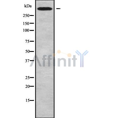 CHD6 Antibody - Western blot analysis of CHD6 using MCF7 whole cell lysates.