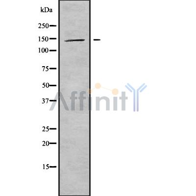 KIF4B Antibody - Western blot analysis of KIF4B using HepG2 whole cell lysates.