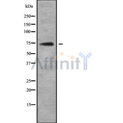 TOP1MT Antibody - Western blot analysis of TOP1MT using COLO205 whole cell lysates.