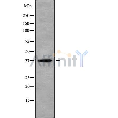 TWISTNB Antibody - Western blot analysis of TWISTNB using MCF7 whole cell lysates.