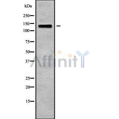 POLRMT Antibody - Western blot analysis of POLRMT using MCF7 whole cell lysates.