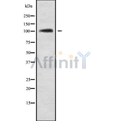MARCH6 Antibody - Western blot analysis of MARCH6 using Jurkat whole cell lysates.