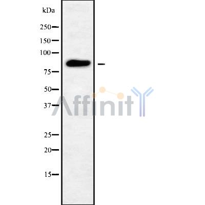 GFM1 Antibody - Western blot analysis GFM1 using Jurkat whole cell lysates.