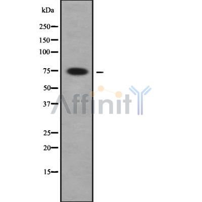 FIGNL1 Antibody - Western blot analysis FIGNL1 using HeLa whole cell lysates.