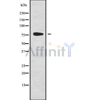 GPSM2 Antibody - Western blot analysis GPSM2 using K562 whole cell lysates.