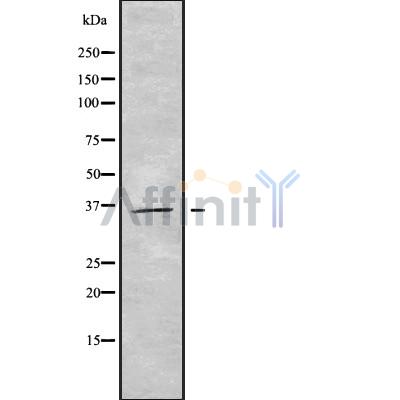 GIMAP7 Antibody - Western blot analysis GIMAP7 using HuvEc whole cell lysates.