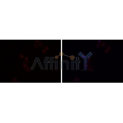 HGFAC Antibody - DF9570 staining HEPG2 cells by IF/ICC.