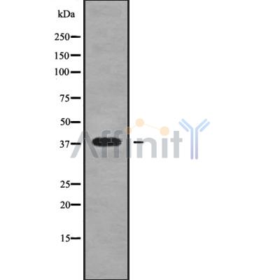 NKX23 Antibody - Western blot analysis NKX23 using RAW264.