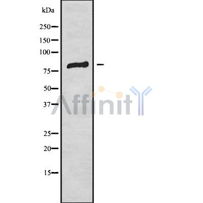SIX4 Antibody - Western blot analysis SIX4 using K562 whole cell lysates.