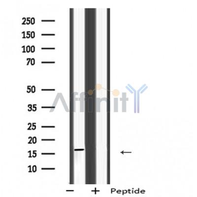 MRPS28 Antibody - Western blot analysis of MRPS28 using HepG2 whole cell lysates.
