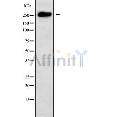 MUC6 Antibody - Western blot analysis of MUC6 using COLO205 whole cell lysates.
