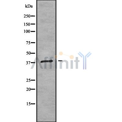 MT-ND2 Antibody - Western blot analysis of MT-ND2 using HT29 whole cell lysates.