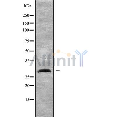 NXPH2 Antibody - Western blot analysis NXPH2 using K562 whole cell lysates.