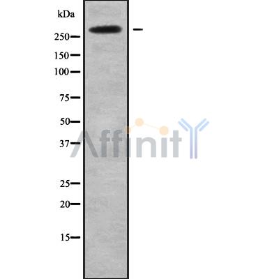 NAV2 Antibody - Western blot analysis NAV2 using HeLa whole cell lysates.