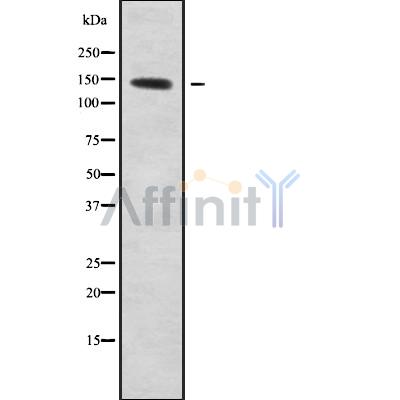 KCNH7 Antibody - Western blot analysis of KCNH7 using HeLa whole cell lysates.