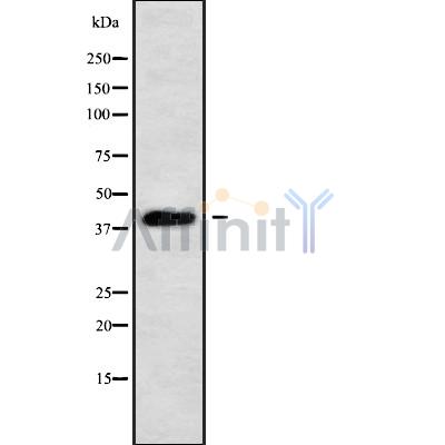 PBX4 Antibody - Western blot analysis of PBX4 using HT29 whole cell lysates.