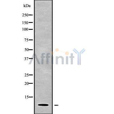 PART1 Antibody - Western blot analysis of PART1 using HuvEc whole cell lysates.