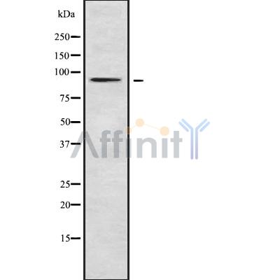 RASA4 Antibody - Western blot analysis of RASA4 using RAW264.