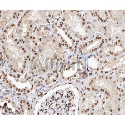 TCEAL8 Antibody - DF9970 at 1/200 staining human kidney tissue sections by IHC-P.