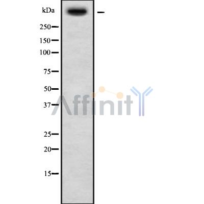 USP34 Antibody - Western blot analysis USP34 using HT29 whole cell lysates.