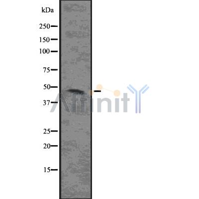 MAPKAPK2 Antibody - Western blot analysis of MAPKAPK2 using COLO205 whole cell lysates.