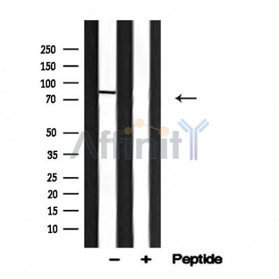 SMURF1 Antibody - Western blot analysis of SMURF1 in lysates of MCF7, using SMURF1 Antibody(AF4623).
