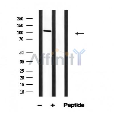 ITCH Antibody - Western blot analysis of ITCH in lysates of NIH 3T3, using ITCH Antibody(AF4627).