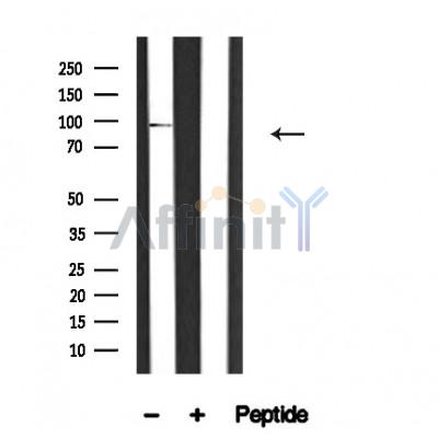 HPK1 Antibody - Western blot analysis of HPK1 in lysates of Raji , using HPK1 Antibody(AF4628).