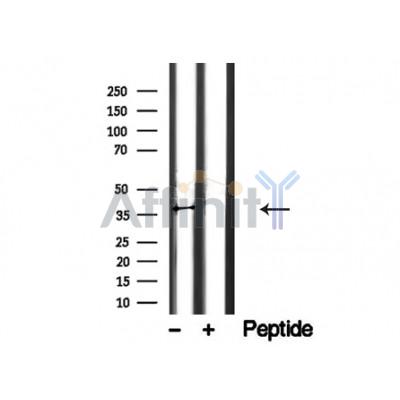 NudC Antibody - Western blot analysis of NudC in lysates of HeLa , using NudC Antibody(AF4804).