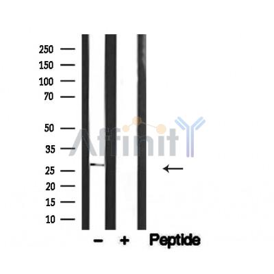 PPP1R8/ARD1 Antibody - Western blot analysis of ARD1 in lysates of cos-7, using ARD1 Antibody(AF4634).
