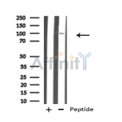 TAB2 Antibody - Western blot analysis of TAB2 in lysates of 293T, using TAB2 Antibody(AF4635).
