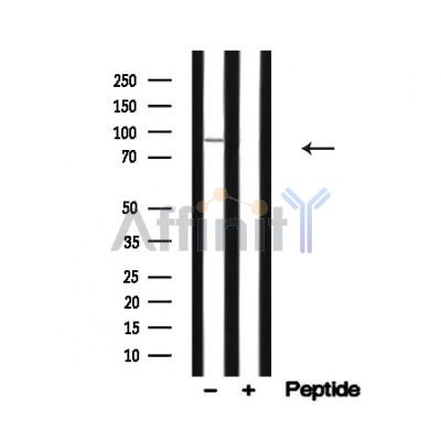 RSK1 p90 Antibody - Western blot analysis of p90 RSK in lysates of HeLa, using p90 RSK Antibody(AF4777).