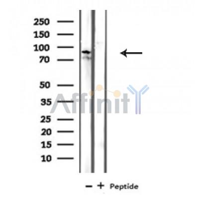 RAD18 Antibody - Western blot analysis of Rad18 in lysates of 293 , using Rad18 Antibody(AF4797).