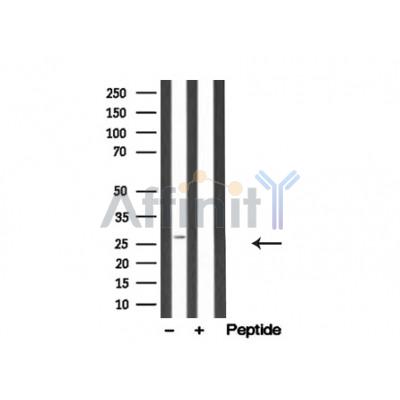 DAPP1/BAM32 Antibody - Western blot analysis of DAPP1/BAM32 in lysates of Ramos, using DAPP1/BAM32 Antibody(AF4802).