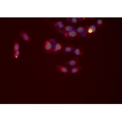 TLR8 Antibody - DF6426 staining HeLa cells by ICC/IF.