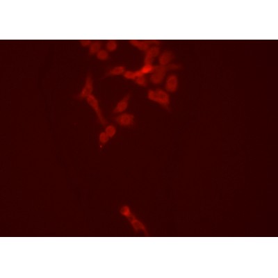 Peroxiredoxin 1 Antibody - DF6652 staining HEPG2 cells by ICC/IF.