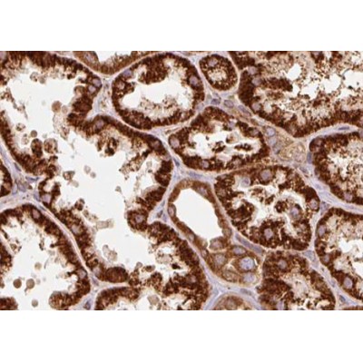 TRAP1 Antibody - DF7073 at 1/100 staining human kidney tissue sections by IHC-P.