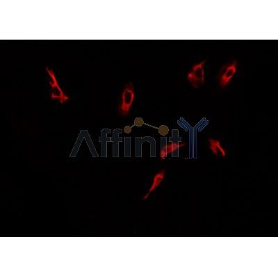 Phospho-DRP1 (Ser616) Antibody - AF8470 staining NCI-H1299 cells by ICC/IF.