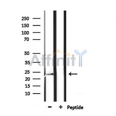 CREG1 Antibody - Western blot analysis of extracts from mouse muscle, using CREG1 Antibody.
