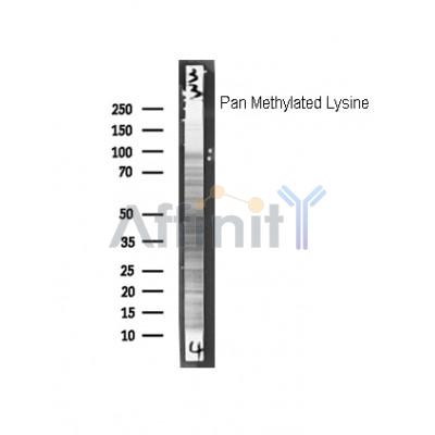 Pan Methylated Lysine Antibody - Western blot analysis of  pan Methylated Lysine, using Pan Methylated Lysine Antibody.